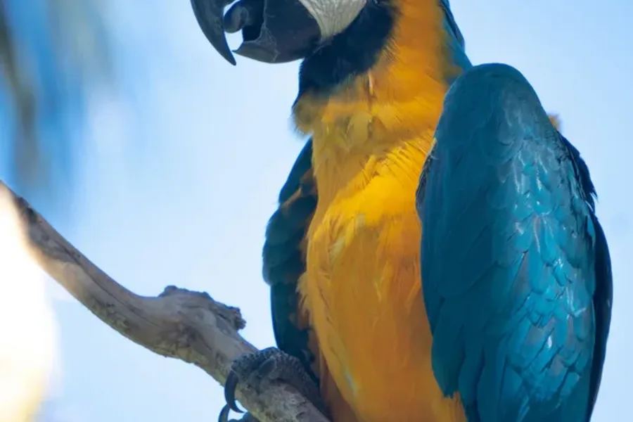 Graupapagei (Jako) – handaufgezogen
