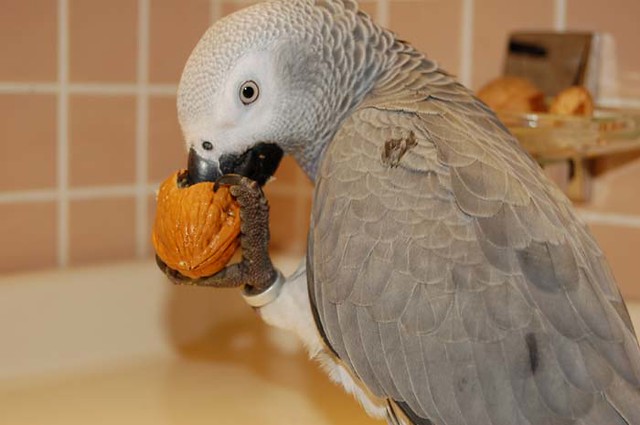Graupapagei (Jako) — weiteres Foto