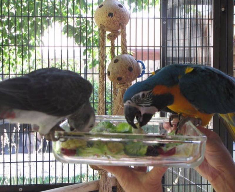 Graupapagei und Gelbbrustara bei einer Schale Frischfutter
